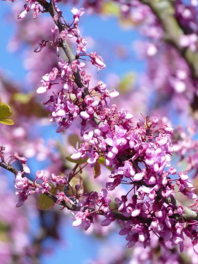 Çalı üzerinde güzel pembe çiçekler