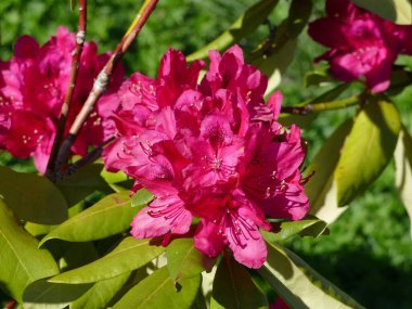 Parkta kırmızı çiçek açan rhododendron