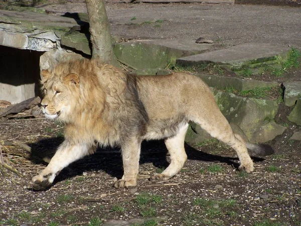 ライオン ドイツ ノルトライン ヴェストファーレン州動物園ドルトムント — ストック写真