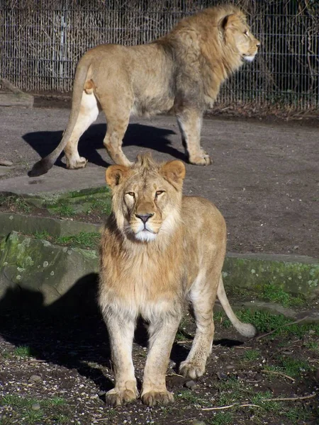 Löwe Zoo Dortmund Nordrhein Westfalen Deutschland — Stockfoto