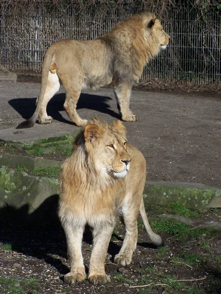 Lion Zoo Dortmund Renania Del Norte Westfalia Alemania — Foto de Stock