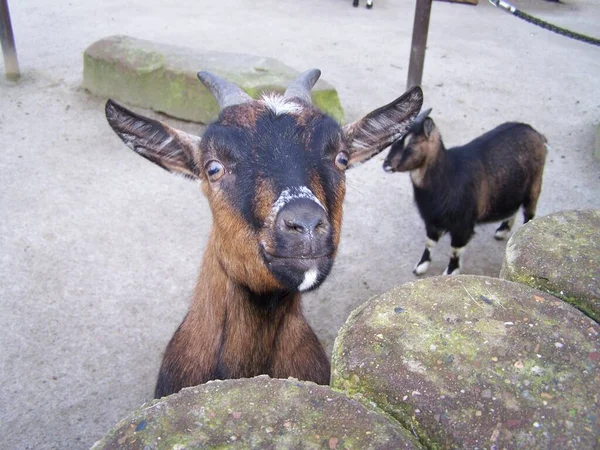 Una Capra Insolente Nello Zoo Dortmund Germania — Foto Stock