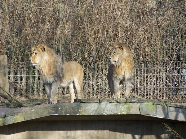 Lion Hayvanat Bahçesi Dortmund Kuzey Ren Westfalia Almanya — Stok fotoğraf