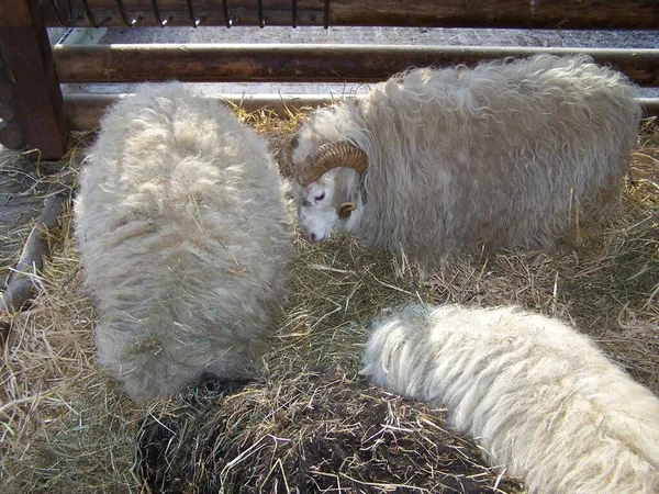 Moutons Dans Zoo Dortmund Allemagne — Photo