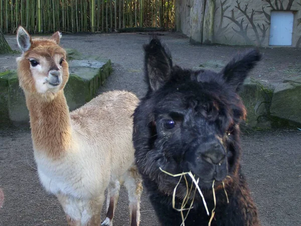 Alpacas Bonitos Zoológico Dortmund Alemanha — Fotografia de Stock