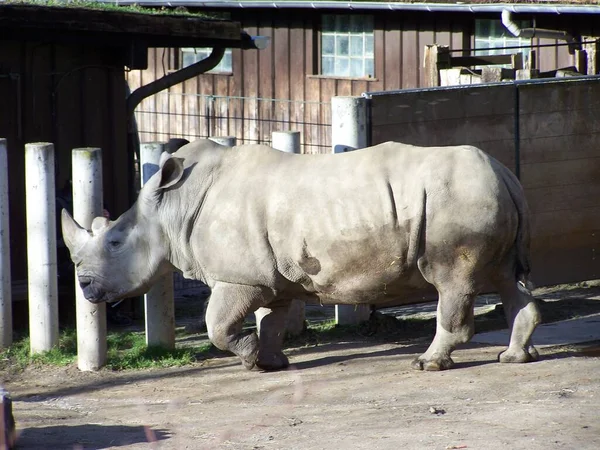 Beyaz gergedan (Zoo Dortmund, Kuzey Ren-Vestfalya, Almanya)