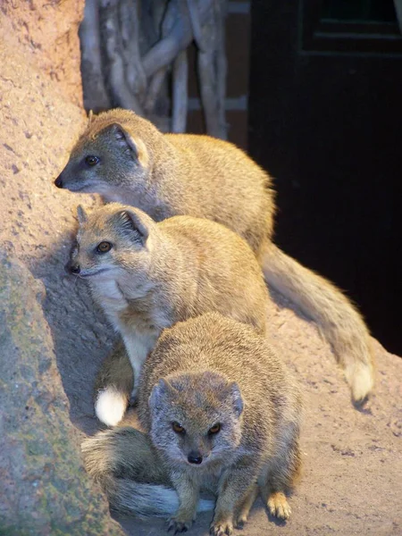 Stado Mangustów Zoo Ogród Zoologiczny Dortmund Północnorhine Westfalia Niemcy — Zdjęcie stockowe