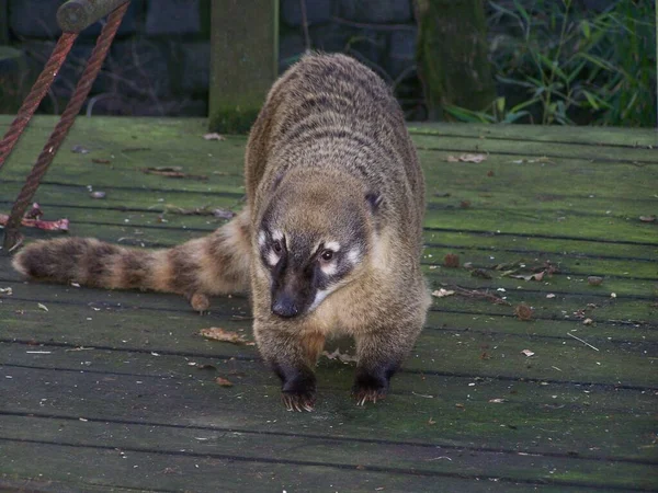 Coati Zoo Dortmund Rhénanie Nord Westphalie Allemagne — Photo