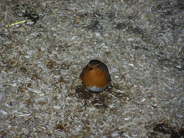 Lindo Robin Uma Borda Floresta — Fotografia de Stock