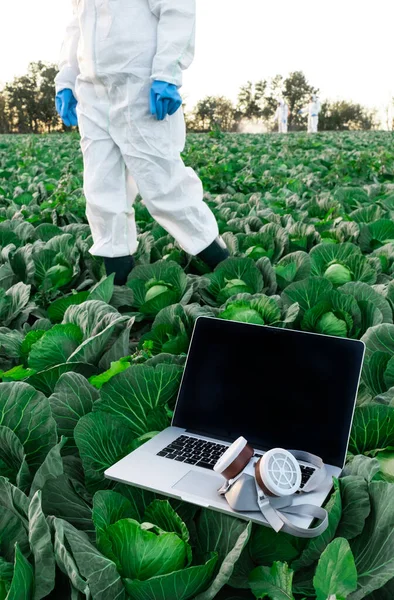 Open Laptop Protective Chemical Mask Lies Field Harvest Cabbage Agronomist — Stock Photo, Image