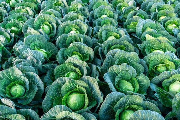 Büyük lahana tarlasının arka planı. Çiftlikte ya da serada olgunlaşmış hasat.