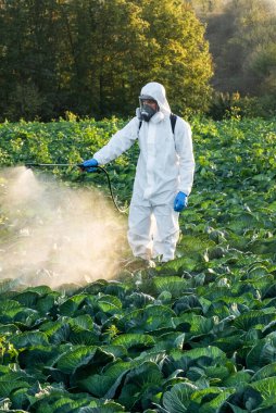 Agronomist tarlaya böcek ilacı püskürtüyor..