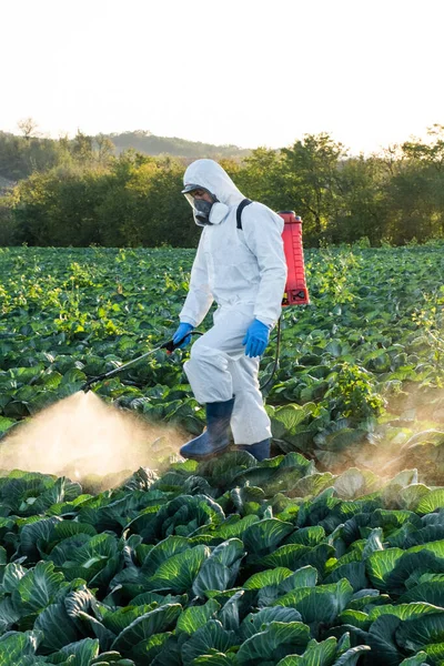 Agronomist Rozpylanie Pestycydów Polu Zbiorami — Zdjęcie stockowe
