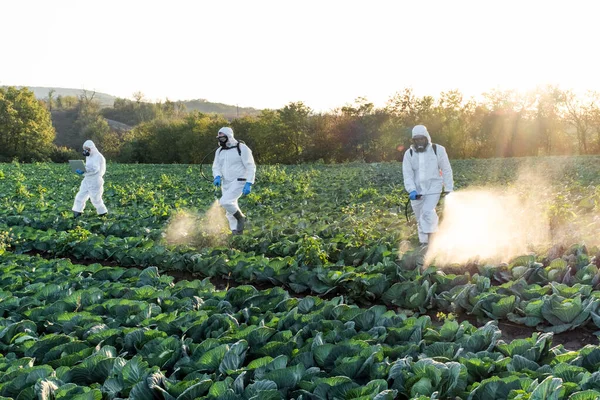 Agricultores Agrónomos Fumigan Pesticidas Campo Con Cosecha — Foto de Stock
