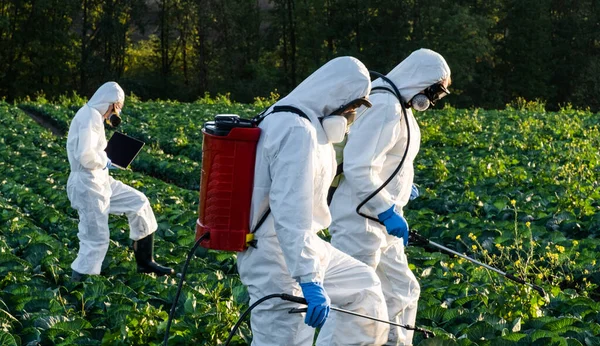 Farmers Agronomist Spraying Pesticide Field Harvest — Stock Photo, Image