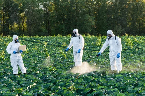 Farmers Agronomist Spraying Pesticide Field Harvest — Stock Photo, Image