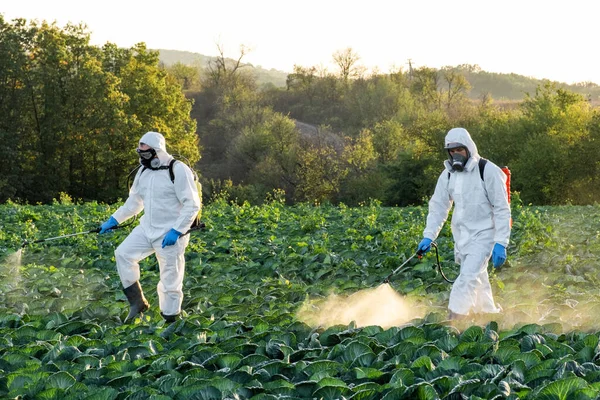 Farmer Agronomist Spraying Pesticide Field Harvest — Stock Photo, Image