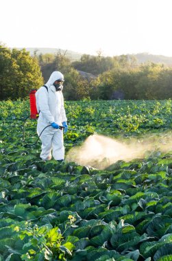 Agronomist tarlaya böcek ilacı püskürtüyor..