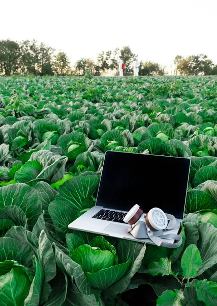 보호용 마스크가 뚜껑열린 노트북은 양배추 수확으로 — 스톡 사진