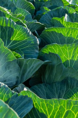 Taze yapraklı büyük yeşil lahana. Çiftlikte ya da serada olgunlaşmış hasat.