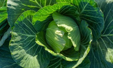 Taze yapraklı büyük yeşil lahana. Çiftlikte ya da serada olgunlaşmış hasat.