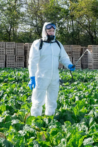 Agronomist Spraying Pesticide Field Harvest — Stock Photo, Image