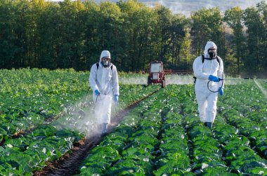 Çiftçi ve Agronomist tarlaya böcek ilacı püskürtüyor..