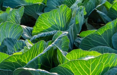Taze yapraklı büyük yeşil lahana. Çiftlikte ya da serada olgunlaşmış hasat.