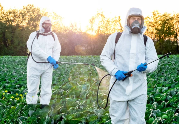 Landwirt Und Agronom Versprüht Mit Ernte Pestizid Auf Feld — Stockfoto