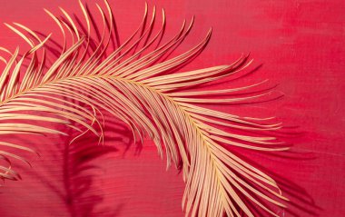 Kırmızı ve pembe ahşap arka planda, ışık ve gölgeli Tropikal Palmiye dalına yakın çekim.