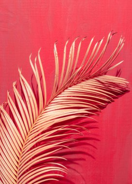Kırmızı ve pembe ahşap arka planda, ışık ve gölgeli Tropikal Palmiye dalına yakın çekim.
