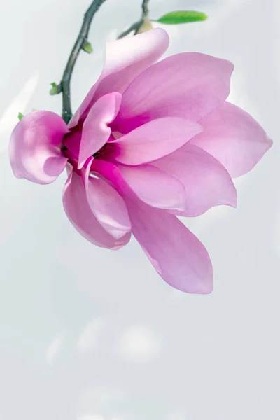 Közelkép Rózsaszín Magnolia Virág Fehér Háttér — Stock Fotó
