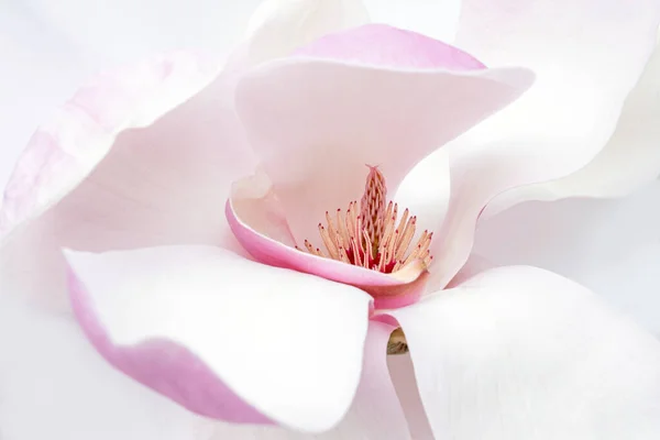 Közelkép Fehér Rózsaszín Magnolia Virág Fehér Háttér — Stock Fotó