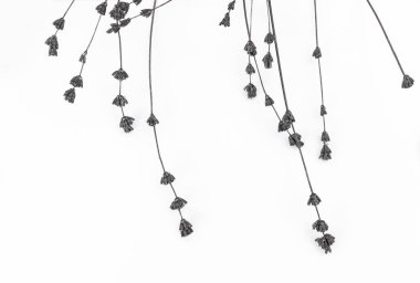 Beyaz arka planda kurumuş gri çimen dalı