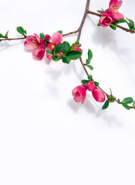 Beyaz arka planda kiraz aromalı pembe çiçek, kopyalama alanı.