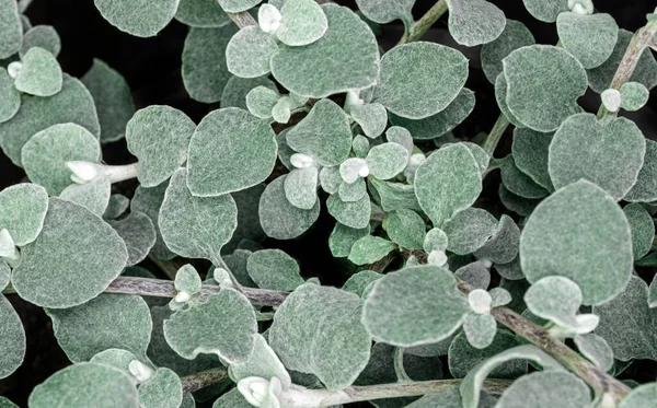 Grünes Gras Oder Blätter Von Kühler Minzfarbe Ansicht Von Oben — Stockfoto