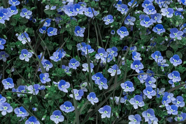 Grünes Gras Mit Vielen Kleinen Blauen Blumen Periwinkle — Stockfoto