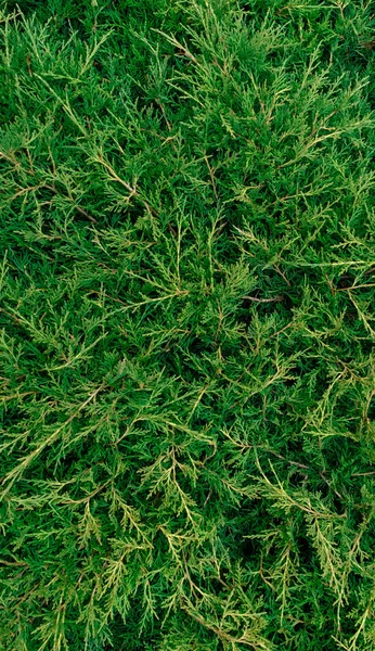 Ewergreen Blätter Hintergrund Von Small Tree Wacholder — Stockfoto