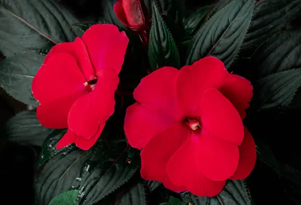 Pequenas Flores Vermelhas Jardim Para Decorar Varandas Terraços Vista Superior — Fotografia de Stock