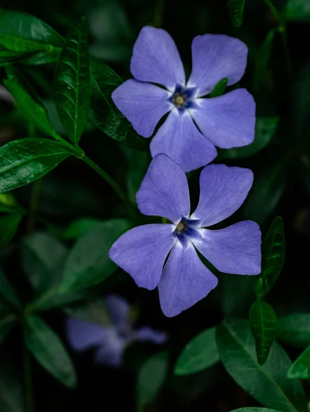 Close Periwinkle Örökzöld Gyógynövény Kék Virágokkal Zöld Füvön Mély Erdőben — Stock Fotó