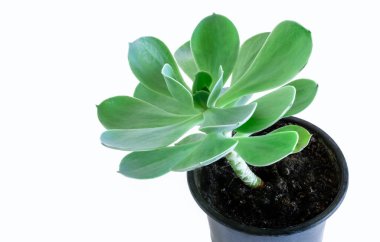 Beyaz arka planda Echeveria veya taş gül yeşil, mavi ve gelgit suyu renkleri.