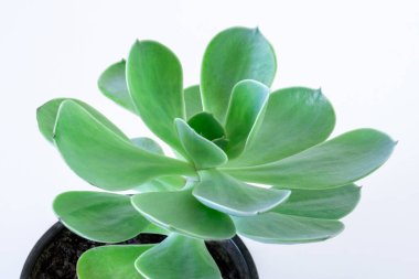 Beyaz arka planda Echeveria veya taş gül yeşil, mavi ve gelgit suyu renkleri.