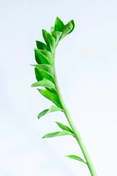 Verde Ramo Zamioculcas Fundo Branco Espaço Cópia — Fotografia de Stock