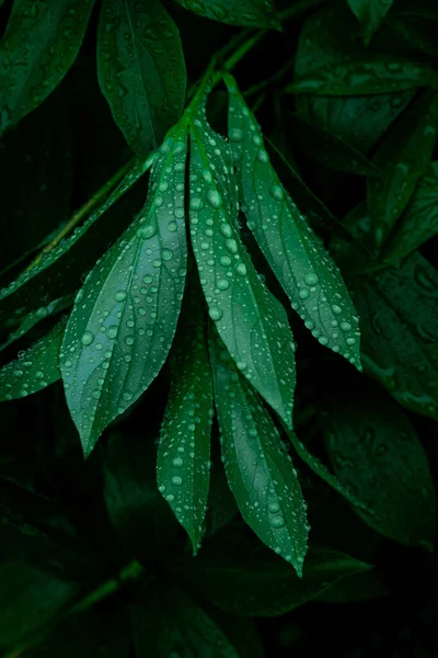 Green Branch Raindrops Leaves Tropical Weather — Stock Photo, Image