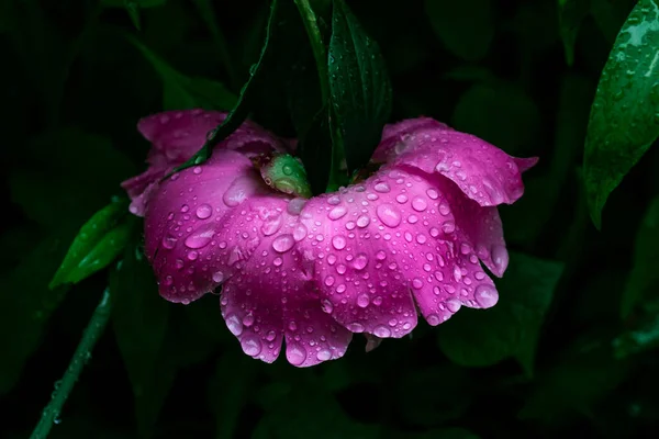 Pink Pion Raindrops Petals Black Background — Stock Photo, Image