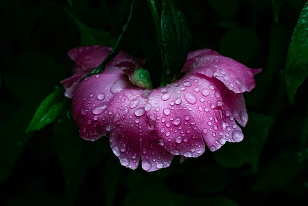 Pion Rosa Com Gotas Chuva Nas Pétalas Fundo Preto — Fotografia de Stock