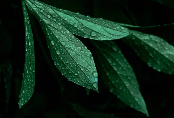 Zelená Větev Kapkami Deště Listech Tropické Počasí — Stock fotografie