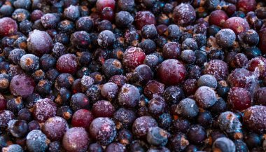 Bir sürü siyah ve pembe böğürtlen üzümü, kırağı ve buzu olan, üst manzara, yakın çekim..