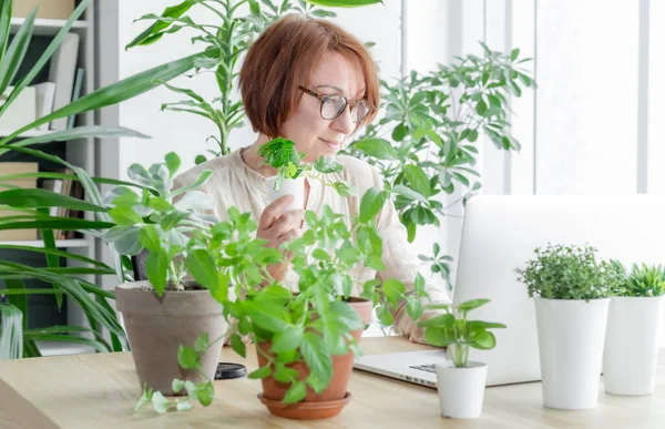 Happy Woman Her Wapkplace Lot Plants Looking Skreen Laptop Online — Stock Photo, Image