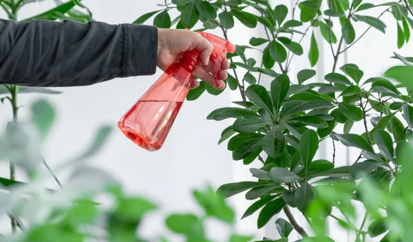 Hand holding sprayer or dispenser with water near the houseplant, take care of plants concept.